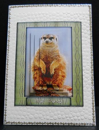 Meerkat - Pyramids by Yvonne Middleton