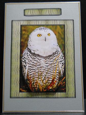 Bird Series - Owl - Decoupage by Yvonne Middleton