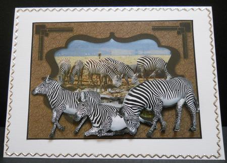 Africa - Zebra by Yvonne Middleton