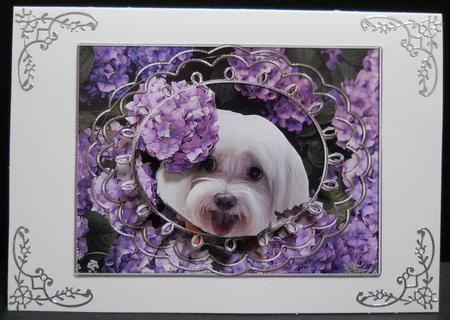 Maltese Hiding in the Flowers by Yvonne Middleton