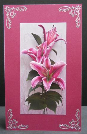 Stargazer Lilies Dl by Yvonne Middleton