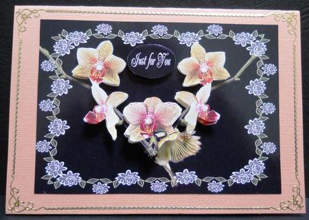 Orchids by Yvonne Middleton