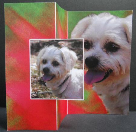 Fold Back Card Cats Have Masters Dogs Have Staff by Yvonne Middleton