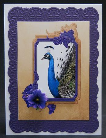Beautiful Peacock by Yvonne Middleton