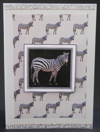Zebra Backing Sheet by Yvonne Middleton