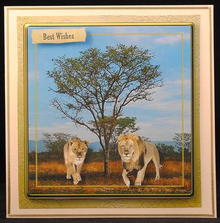 Lion Safari by Yvonne Middleton