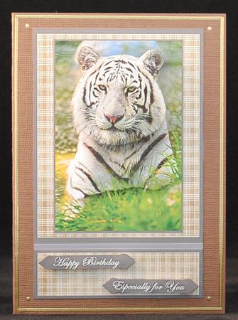 White Tiger Portrait by Yvonne Middleton