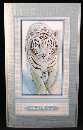 White Tiger on the Prowl by Yvonne Middleton