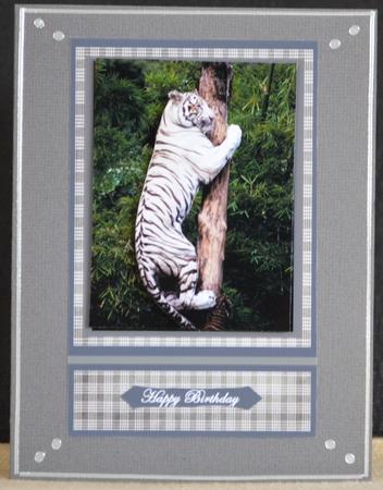 Climbing White Tiger by Yvonne Middleton