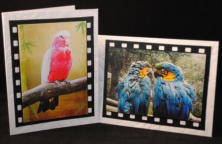 Parrots Backgrounds by Yvonne Middleton