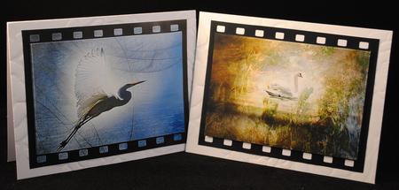 Bird Backgrounds by Yvonne Middleton