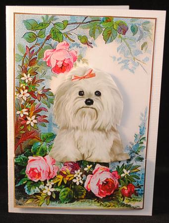 Cute Westie with Rose in the Garden by Yvonne Middleton