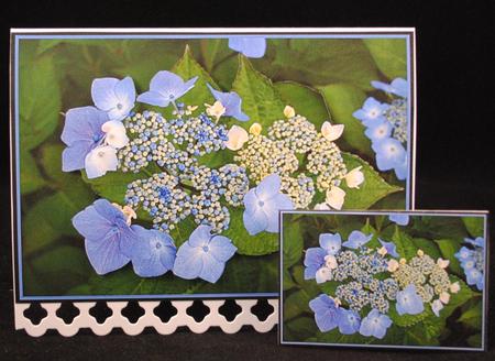 Floral Violets Background by Yvonne Middleton