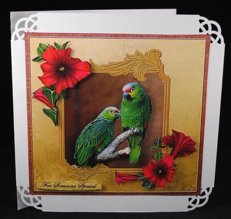 Ecuadorian Parrots by Yvonne Middleton