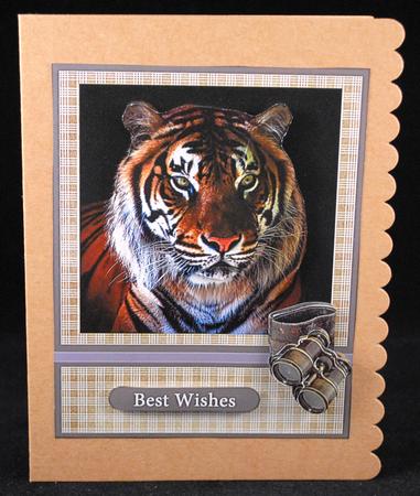 Stunning Tiger by Yvonne Middleton