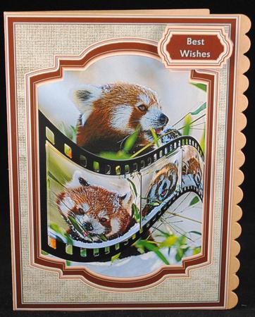 Red Panda Snap Snap by Yvonne Middleton