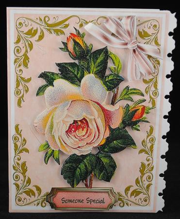 Lovely Pink Cabbbage Rose by Yvonne Middleton