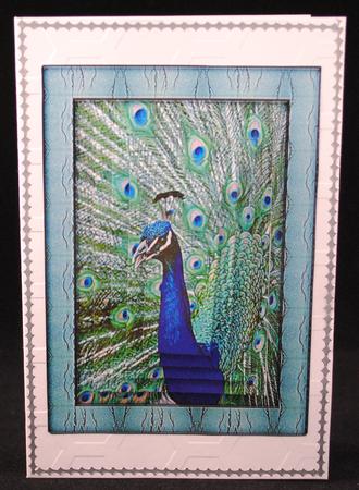 Bird Series - Peacock by Yvonne Middleton
