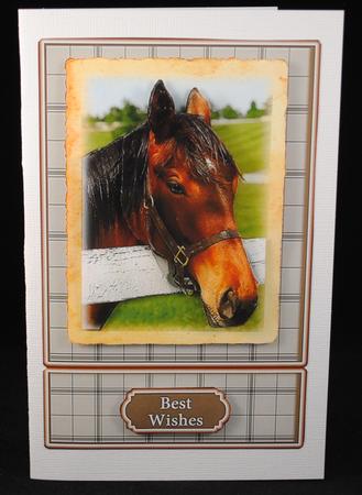 Horse Portrait 2 by Yvonne Middleton