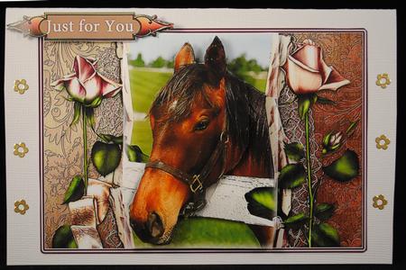 Horse Portrait by Yvonne Middleton