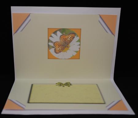 Butterfly on a Daisy Is by Yvonne Middleton