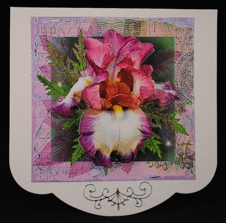 Irresistible Iris, Purple by Yvonne Middleton