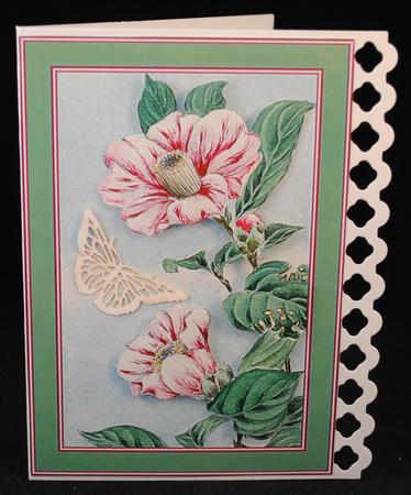 Camellia Flower Backgrounds by Yvonne Middleton