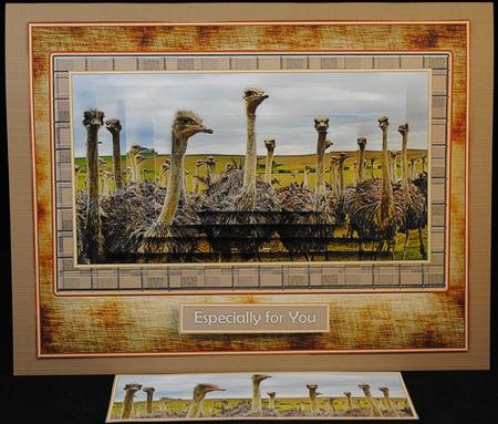 Africa at Its Best - Ostriches with Bookmark by Yvonne Middleton