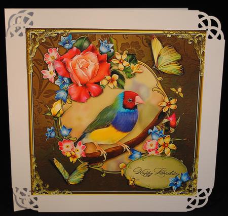 Gouldian Finch Birthday 8x8 by Yvonne Middleton