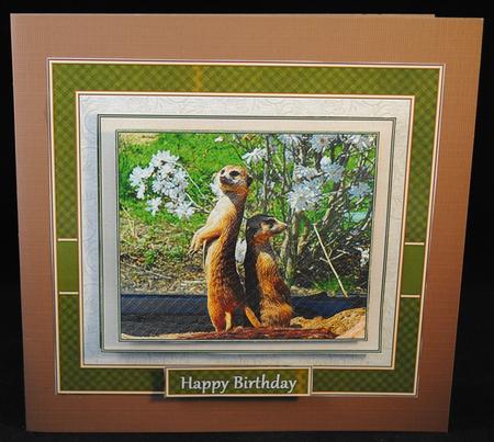 Meerkats by Yvonne Middleton