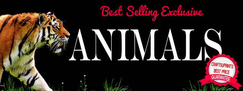 best animal kits